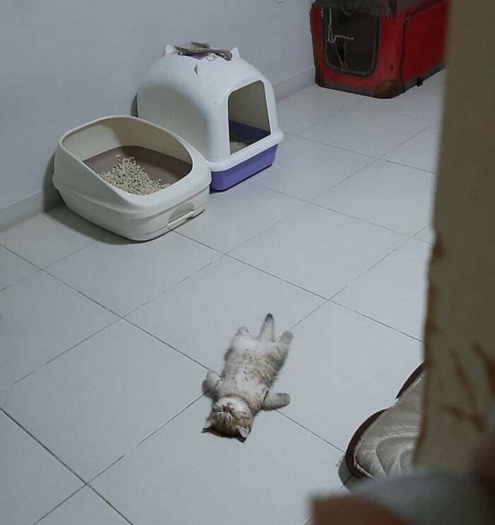 44 gatos tão fofos que as pessoas tiveram que parar e tirar uma foto 25