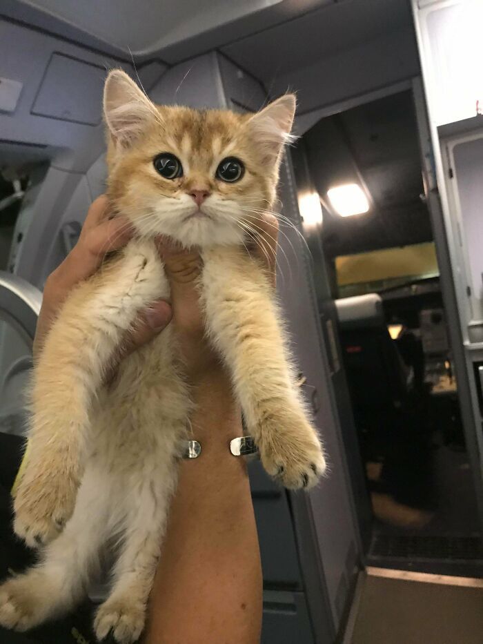 44 gatos tão fofos que as pessoas tiveram que parar e tirar uma foto 26