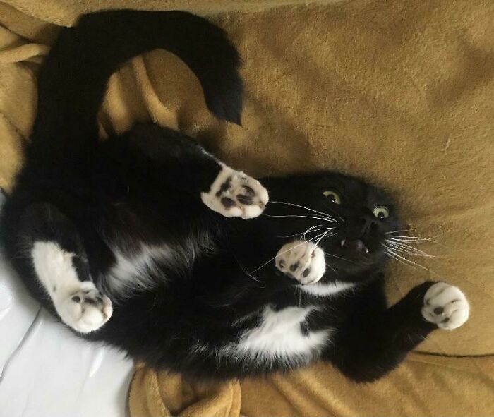 44 gatos tão fofos que as pessoas tiveram que parar e tirar uma foto 35