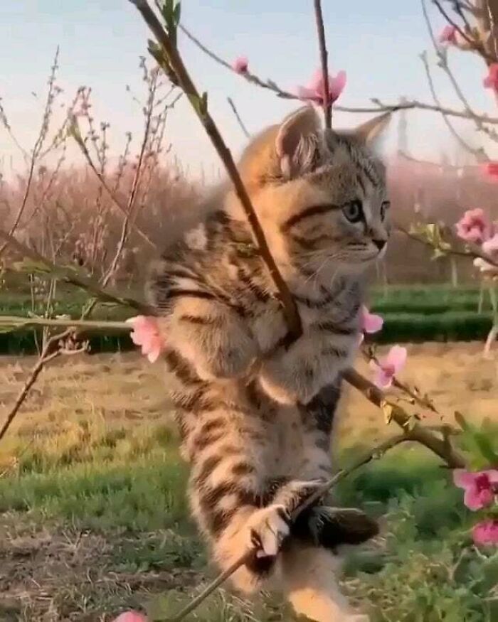 44 gatos tão fofos que as pessoas tiveram que parar e tirar uma foto 37