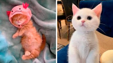 44 gatos tão fofos que as pessoas tiveram que parar e tirar uma foto 48