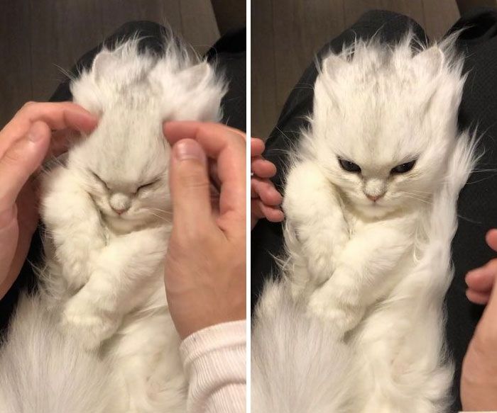 44 gatos tão fofos que as pessoas tiveram que parar e tirar uma foto 43