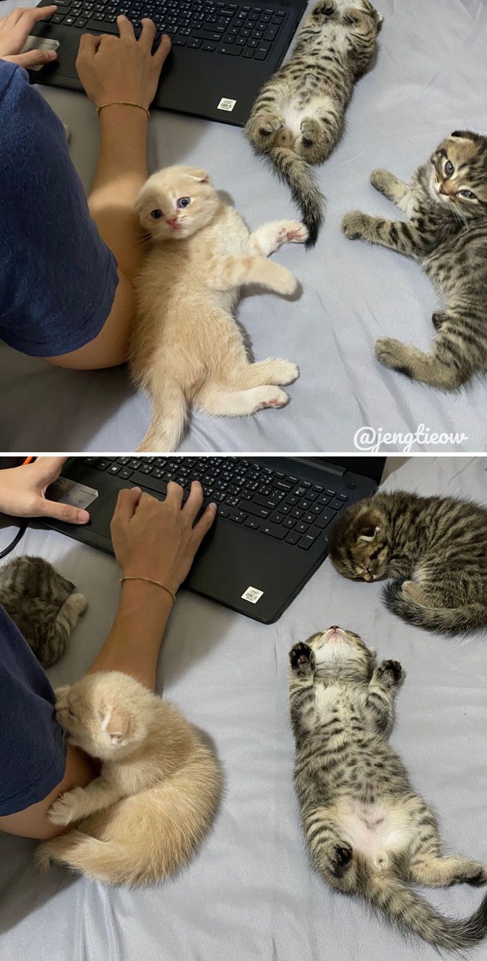 44 gatos tão fofos que as pessoas tiveram que parar e tirar uma foto 44