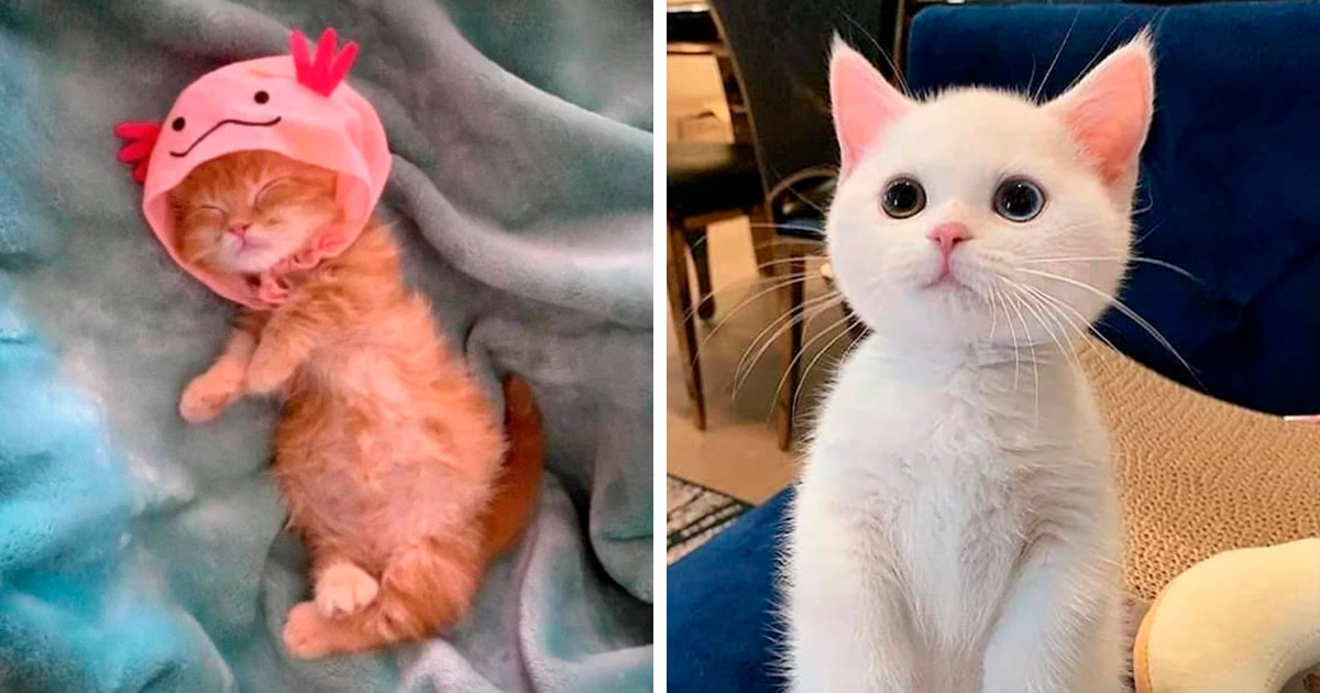44 gatos tão fofos que as pessoas tiveram que parar e tirar uma foto