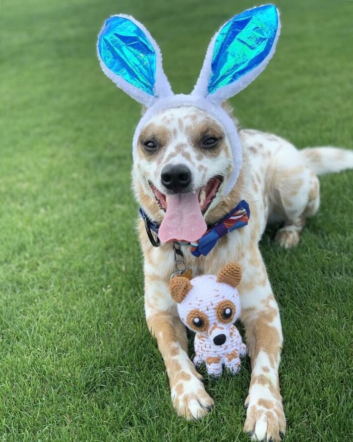 Meu hobby é fazer amigurumi com base nos animais de estimação das pessoas (29 fotos) 16