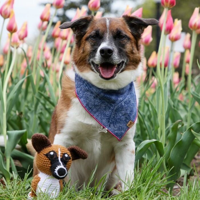 Meu hobby é fazer amigurumi com base nos animais de estimação das pessoas (29 fotos) 17