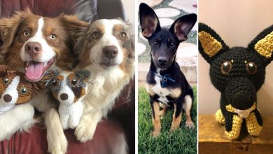 Meu hobby é fazer amigurumi com base nos animais de estimação das pessoas (29 fotos) 50