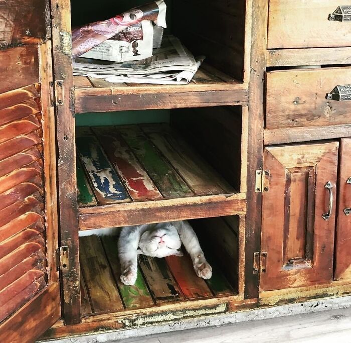 42 animais de estimação que pensavam que estavam escondidos, mas na verdade não estavam 1