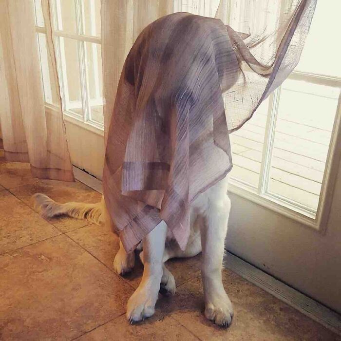 42 animais de estimação que pensavam que estavam escondidos, mas na verdade não estavam 3