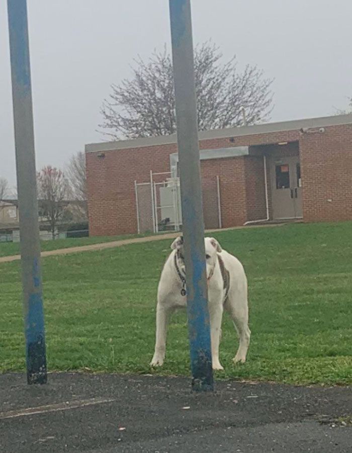 42 animais de estimação que pensavam que estavam escondidos, mas na verdade não estavam 5