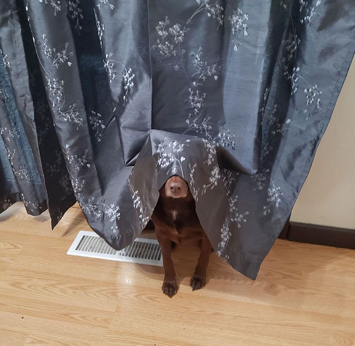 42 animais de estimação que pensavam que estavam escondidos, mas na verdade não estavam 7