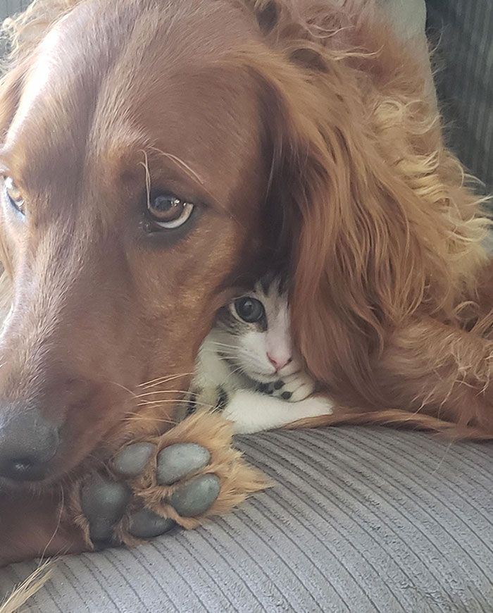 42 animais de estimação que pensavam que estavam escondidos, mas na verdade não estavam 9