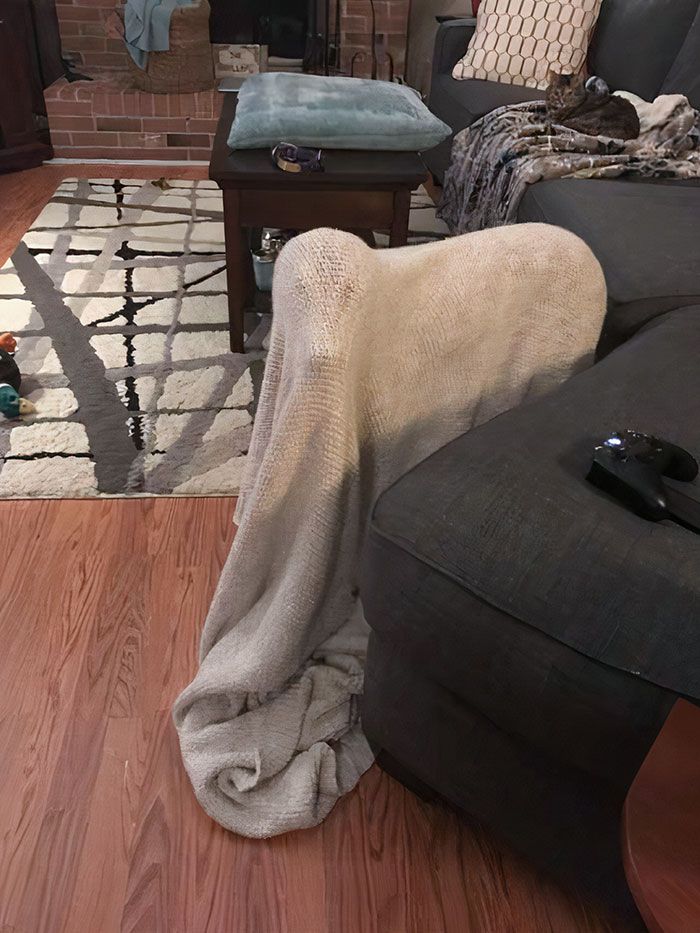 42 animais de estimação que pensavam que estavam escondidos, mas na verdade não estavam 10