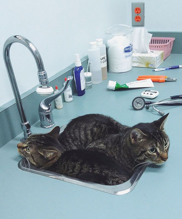 42 animais de estimação que pensavam que estavam escondidos, mas na verdade não estavam 11