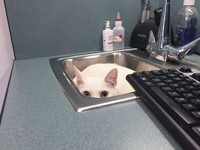 42 animais de estimação que pensavam que estavam escondidos, mas na verdade não estavam 12