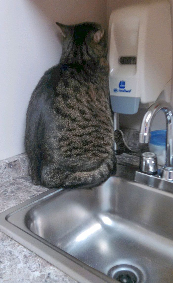 42 animais de estimação que pensavam que estavam escondidos, mas na verdade não estavam 13