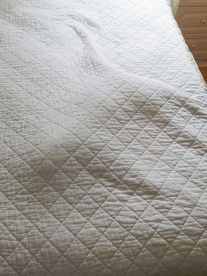 42 animais de estimação que pensavam que estavam escondidos, mas na verdade não estavam 17