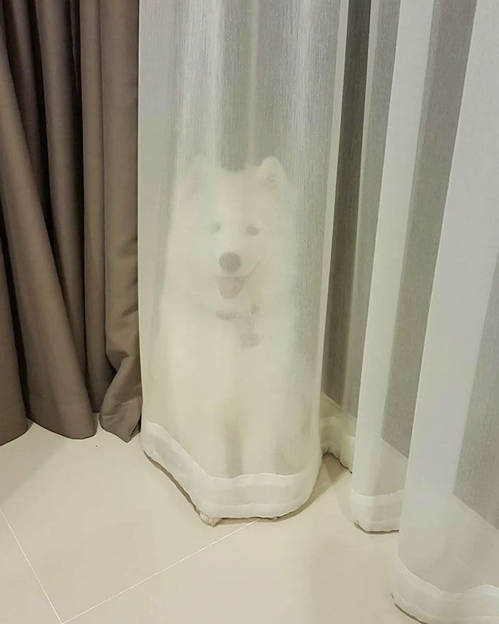 42 animais de estimação que pensavam que estavam escondidos, mas na verdade não estavam 19