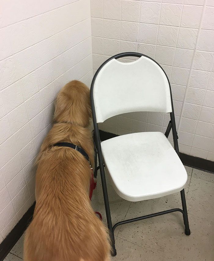 42 animais de estimação que pensavam que estavam escondidos, mas na verdade não estavam 20