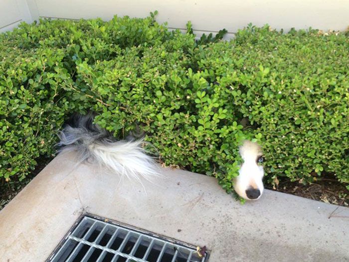 42 animais de estimação que pensavam que estavam escondidos, mas na verdade não estavam 22
