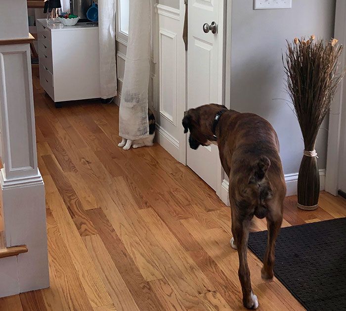 42 animais de estimação que pensavam que estavam escondidos, mas na verdade não estavam 23