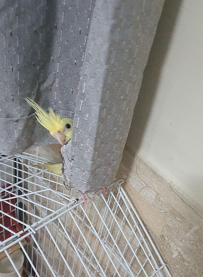 42 animais de estimação que pensavam que estavam escondidos, mas na verdade não estavam 26