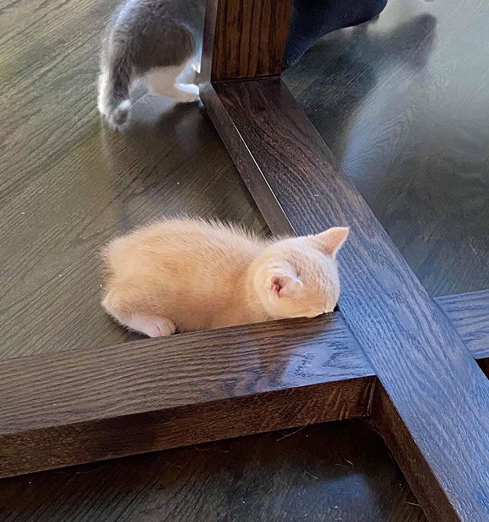 42 animais de estimação que pensavam que estavam escondidos, mas na verdade não estavam 28