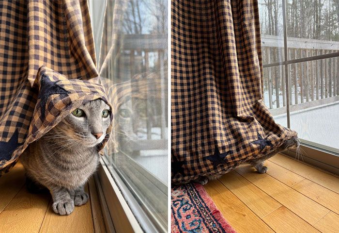 42 animais de estimação que pensavam que estavam escondidos, mas na verdade não estavam 30