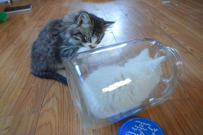 42 animais de estimação que pensavam que estavam escondidos, mas na verdade não estavam 31