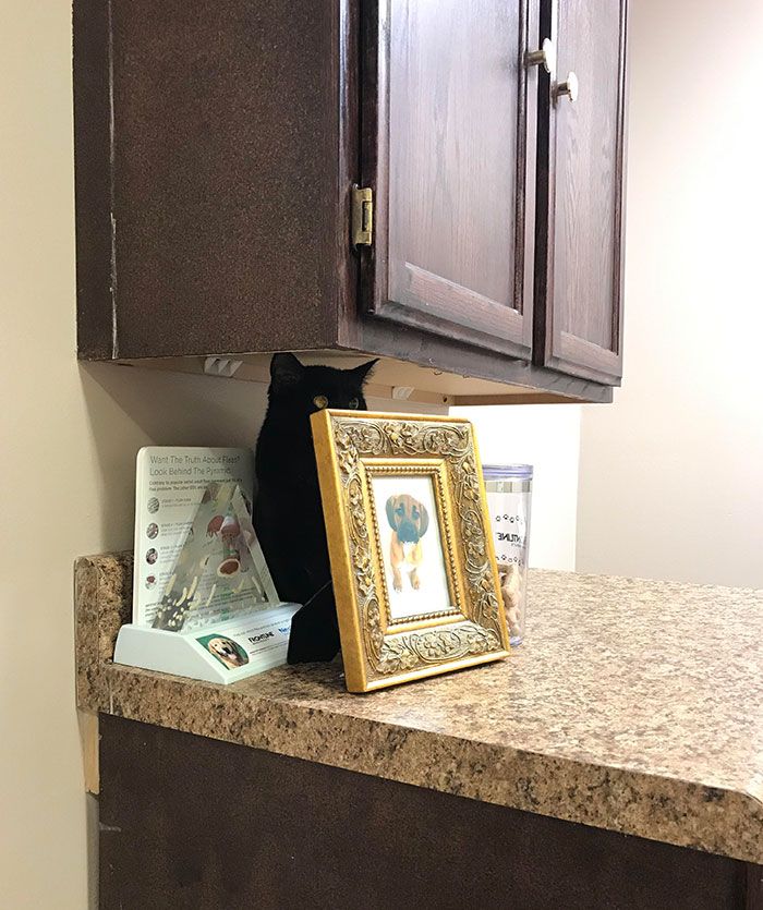 42 animais de estimação que pensavam que estavam escondidos, mas na verdade não estavam 32