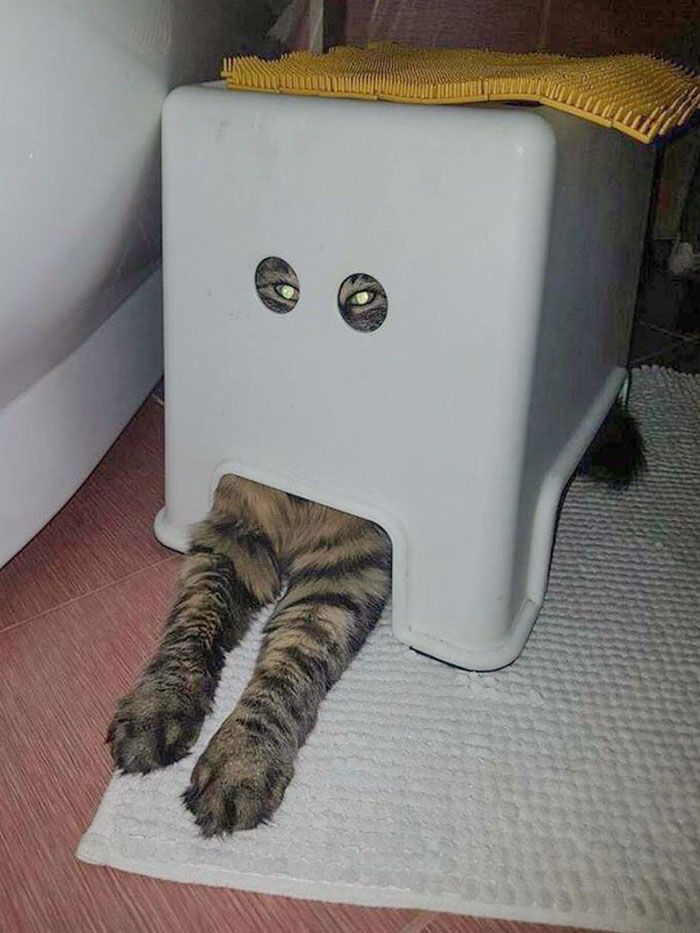 42 animais de estimação que pensavam que estavam escondidos, mas na verdade não estavam 33