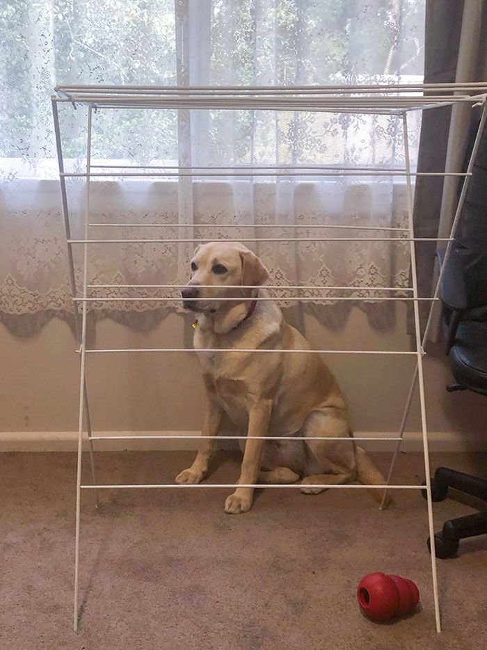 42 animais de estimação que pensavam que estavam escondidos, mas na verdade não estavam 35