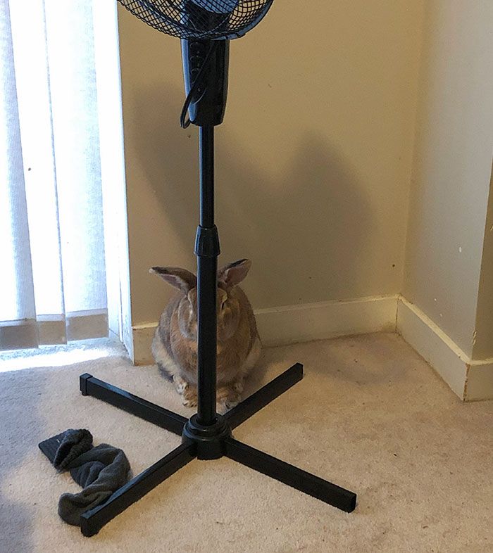 42 animais de estimação que pensavam que estavam escondidos, mas na verdade não estavam 37