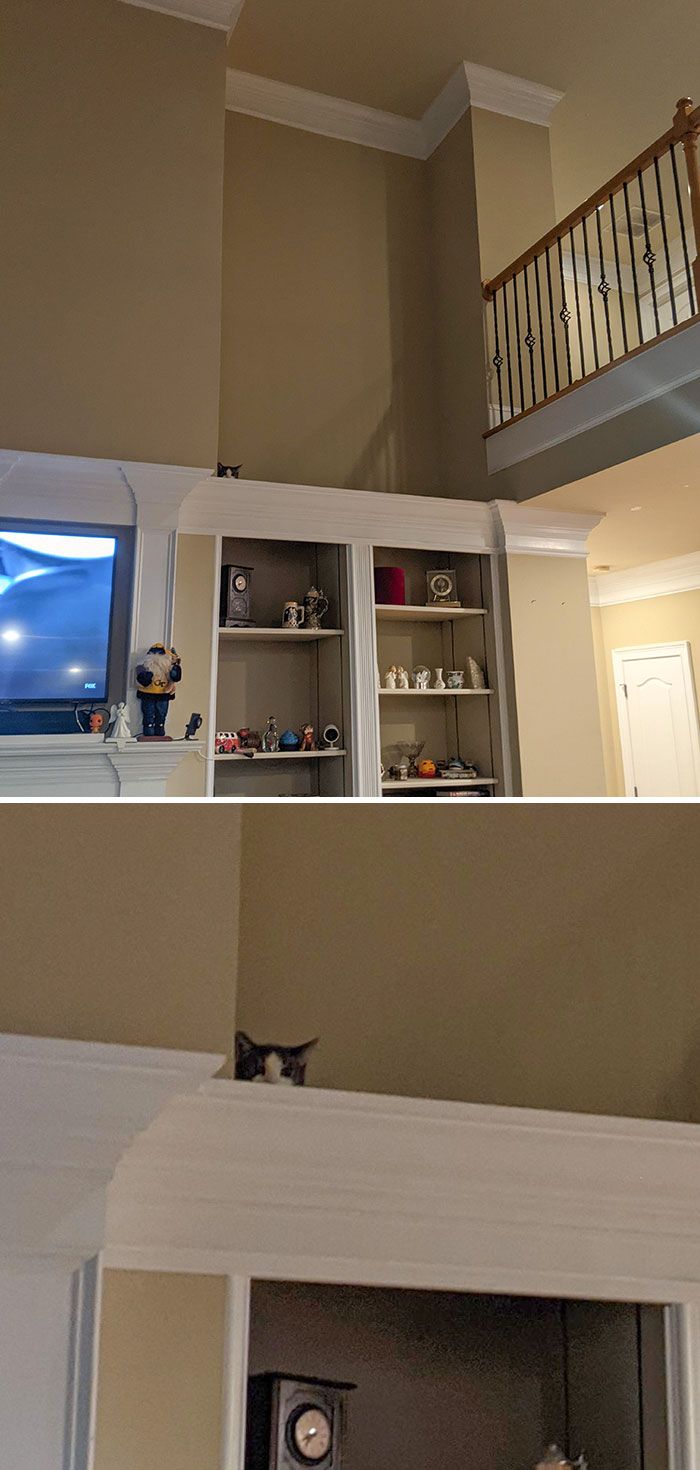 42 animais de estimação que pensavam que estavam escondidos, mas na verdade não estavam 39