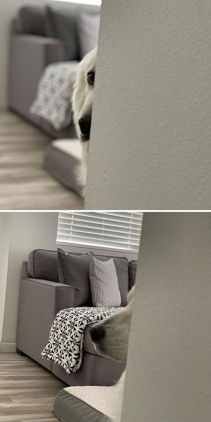 42 animais de estimação que pensavam que estavam escondidos, mas na verdade não estavam 40