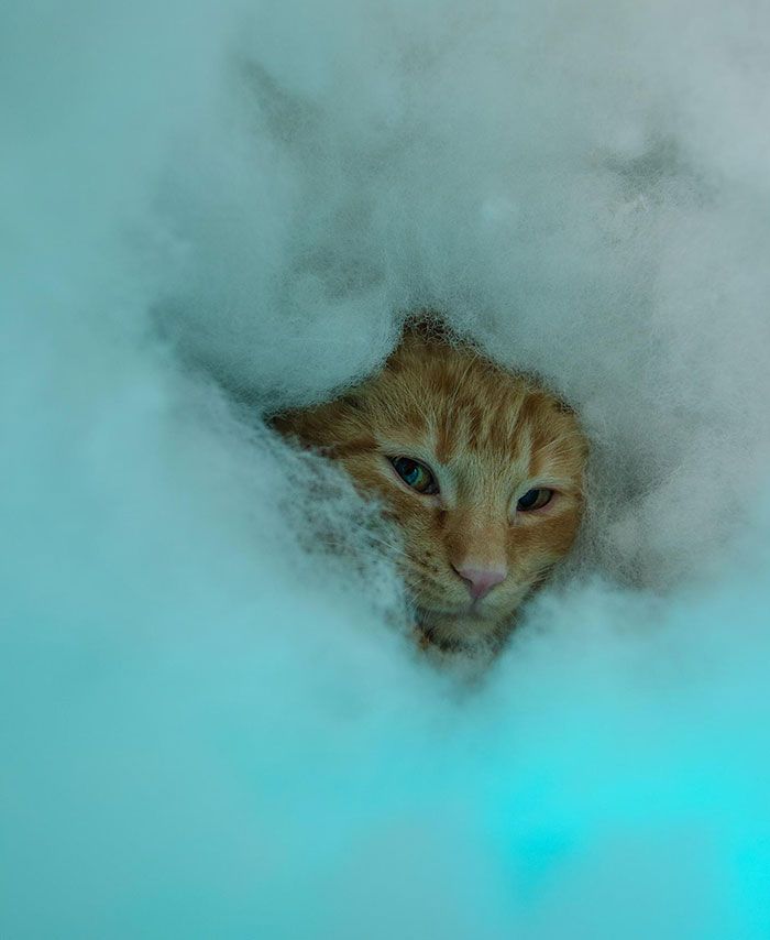 42 animais de estimação que pensavam que estavam escondidos, mas na verdade não estavam 41