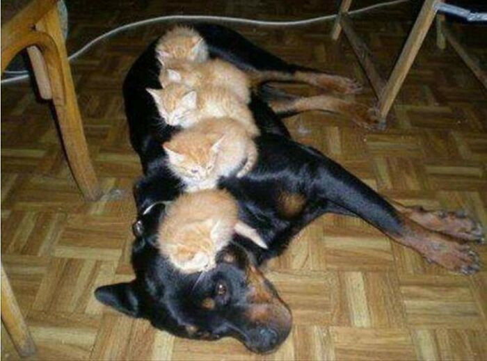 16 fotos engraçadas de pessoas e animais em situações incomuns 1