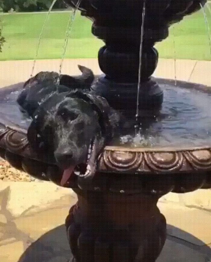 16 fotos engraçadas de pessoas e animais em situações incomuns 6