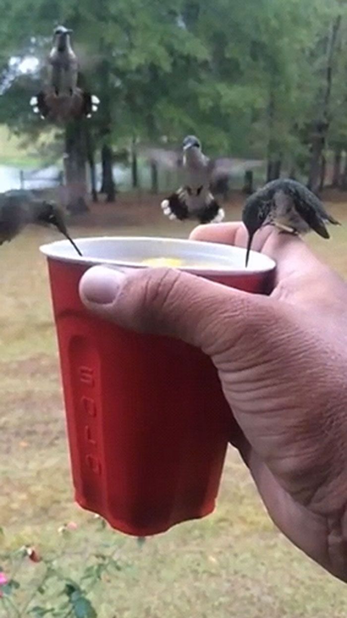 16 fotos engraçadas de pessoas e animais em situações incomuns 11