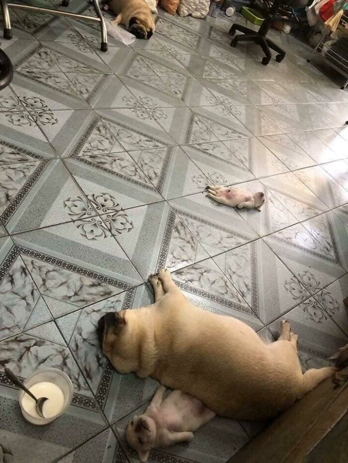 16 fotos engraçadas de pessoas e animais em situações incomuns 14