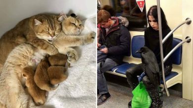 16 fotos engraçadas de pessoas e animais em situações incomuns 26