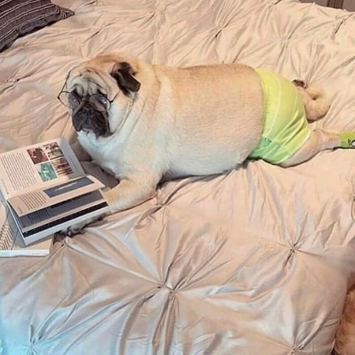 35 fotos de animais mais absurdas que simplesmente não podem ser explicadas 1