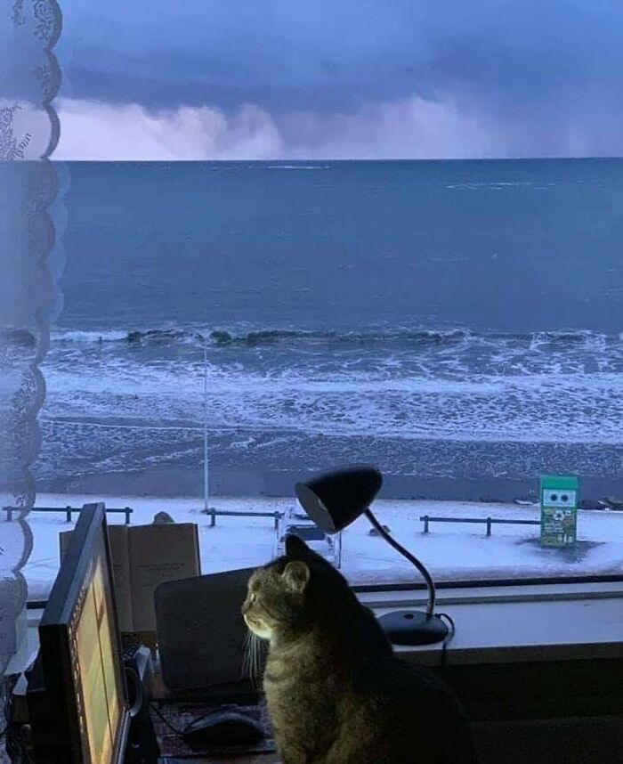 35 fotos de animais mais absurdas que simplesmente não podem ser explicadas 2