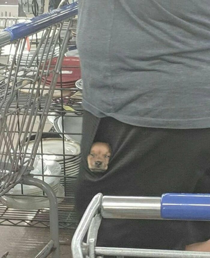 35 fotos de animais mais absurdas que simplesmente não podem ser explicadas 3