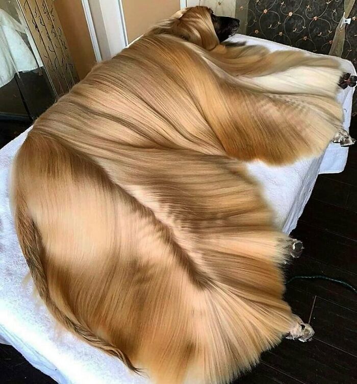 35 fotos de animais mais absurdas que simplesmente não podem ser explicadas 5