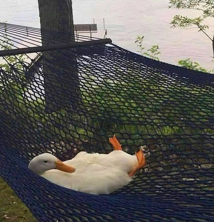 35 fotos de animais mais absurdas que simplesmente não podem ser explicadas 7