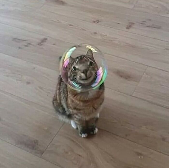 35 fotos de animais mais absurdas que simplesmente não podem ser explicadas 9