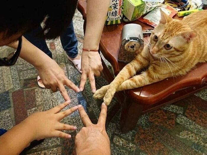 35 fotos de animais mais absurdas que simplesmente não podem ser explicadas 11