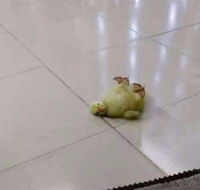 35 fotos de animais mais absurdas que simplesmente não podem ser explicadas 12