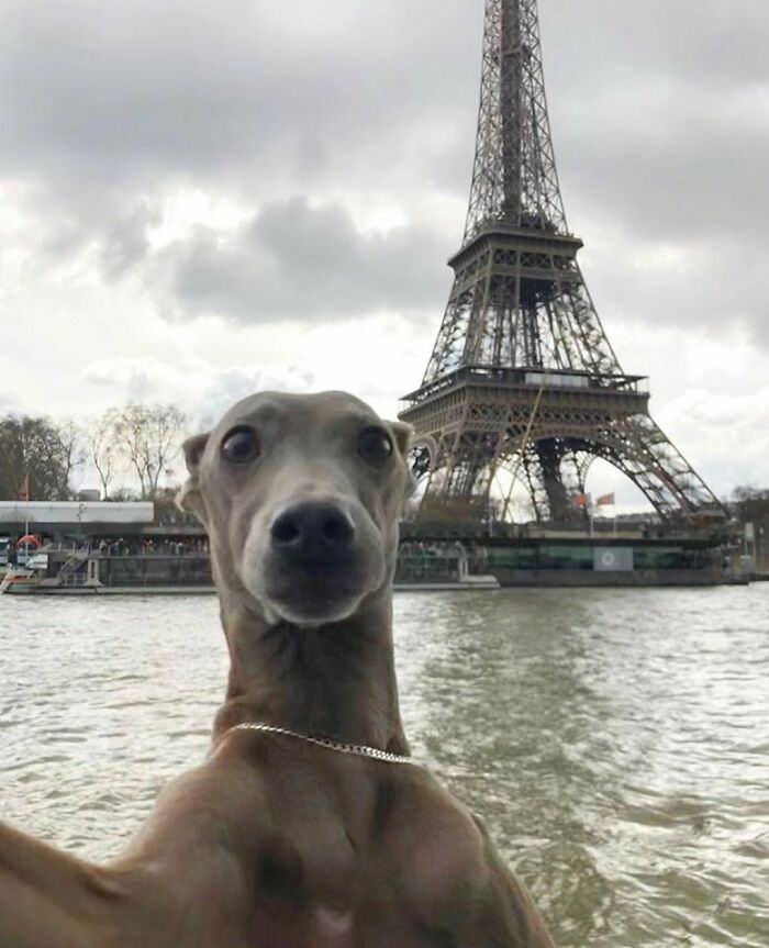 35 fotos de animais mais absurdas que simplesmente não podem ser explicadas 13